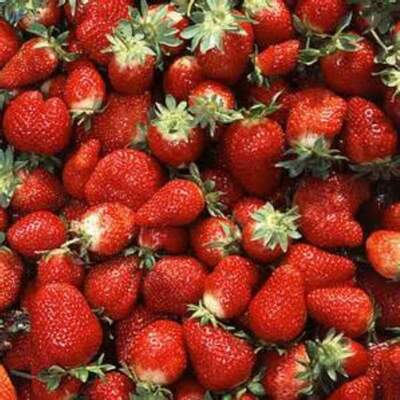 resources of Fresh Strawberry exporters