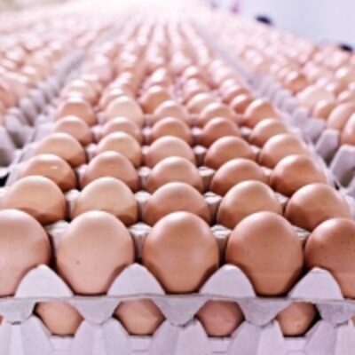 Hatching Fresh Chicken Table Eggs Exporters, Wholesaler & Manufacturer | Globaltradeplaza.com