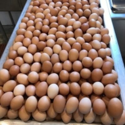 Quality Fresh Table Chicken Eggs For Sale Exporters, Wholesaler & Manufacturer | Globaltradeplaza.com