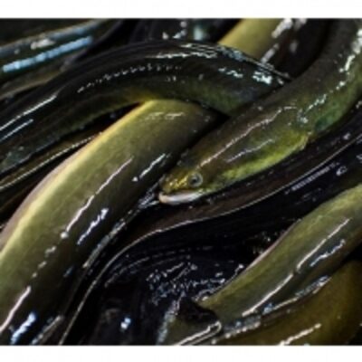 Export Quality Live Eel Fish Exporters, Wholesaler & Manufacturer | Globaltradeplaza.com