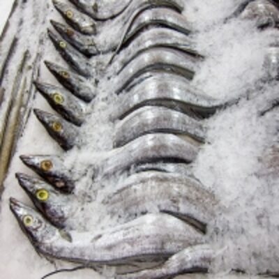 Thai Frozen Eel Fish Fresh Exporters, Wholesaler & Manufacturer | Globaltradeplaza.com