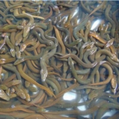 Sweet Water Bangladeshi Local Eel Fish Exporters, Wholesaler & Manufacturer | Globaltradeplaza.com