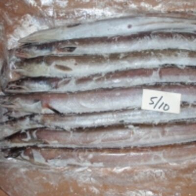 Frozen Fresh Eel Fish Exporters, Wholesaler & Manufacturer | Globaltradeplaza.com