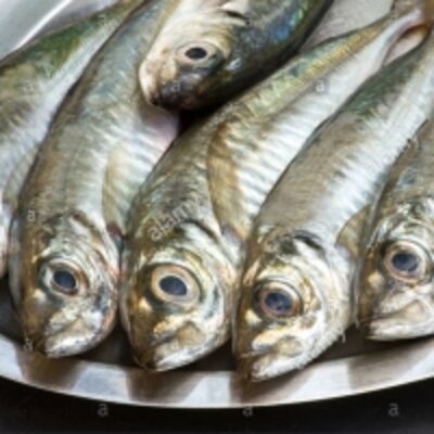 China Seafood Whole Part Pacific Mackerel Fresh Exporters, Wholesaler & Manufacturer | Globaltradeplaza.com