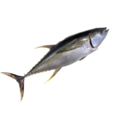 Yellowfin Tuna Fillet Exporters, Wholesaler & Manufacturer | Globaltradeplaza.com