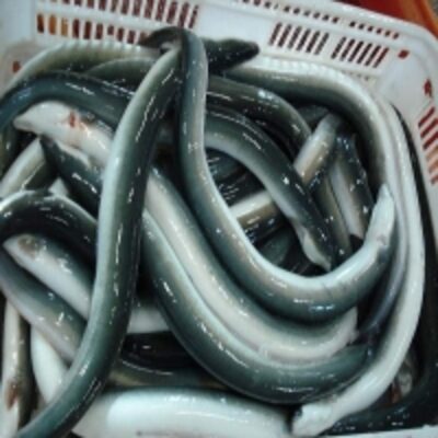 Frozen Eel Fish Exporters, Wholesaler & Manufacturer | Globaltradeplaza.com