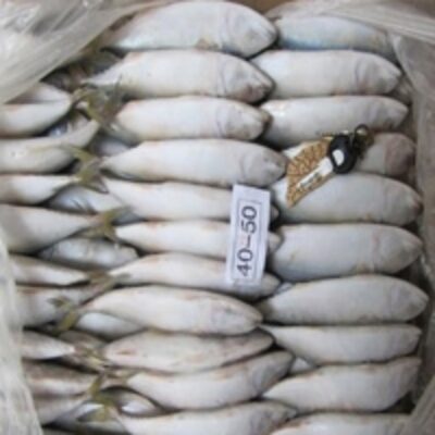 Frozen Seafood Exporters, Wholesaler & Manufacturer | Globaltradeplaza.com