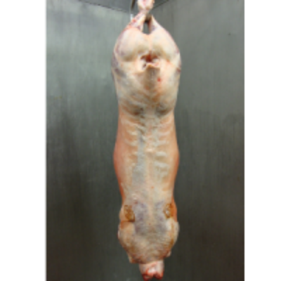 resources of Halal English Lamb Carcass exporters