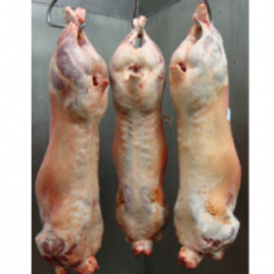 resources of Halal English Lamb Carcass exporters