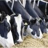 Livestock Sheeps, Cattel, Cows And Calf Exporters, Wholesaler & Manufacturer | Globaltradeplaza.com