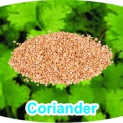 resources of Coriander exporters