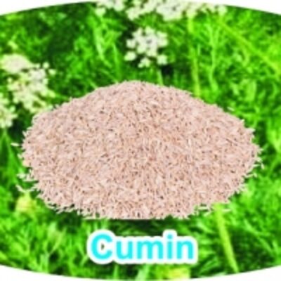 resources of Cumin exporters