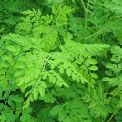 resources of Moringa Leaves / Sticks exporters