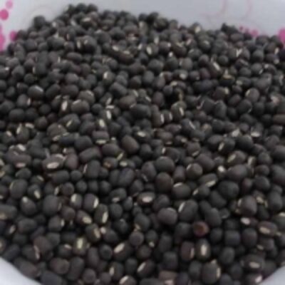 resources of Black Lentils exporters