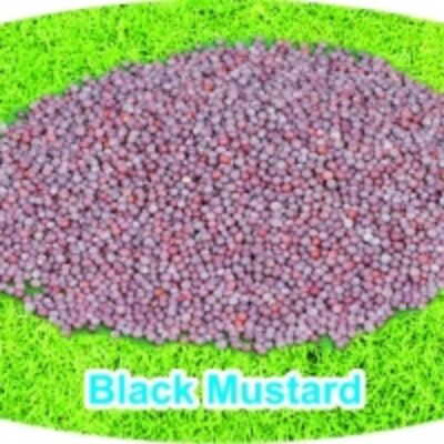 resources of Black Mustard exporters