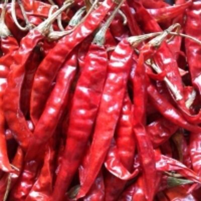 resources of Sanam 334 Dry Red Chilli (Genus Capsicum) exporters