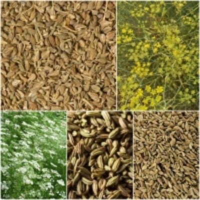Anise Seeds Exporters, Wholesaler & Manufacturer | Globaltradeplaza.com