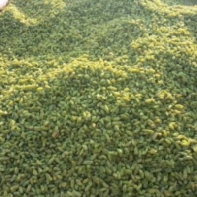 resources of Raisins(100% Green ) exporters