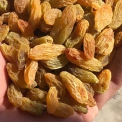 resources of Green Raisin (Light Yellow Color) exporters