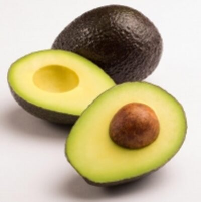 resources of Fresh Avocado - India ( Butter Fruit ) exporters