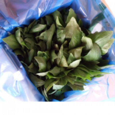 resources of 1Kg Basil Box exporters