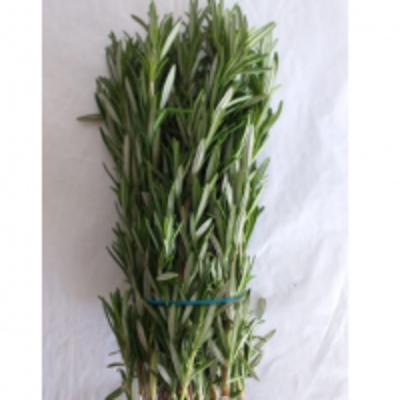 resources of Rosemary Bunch exporters