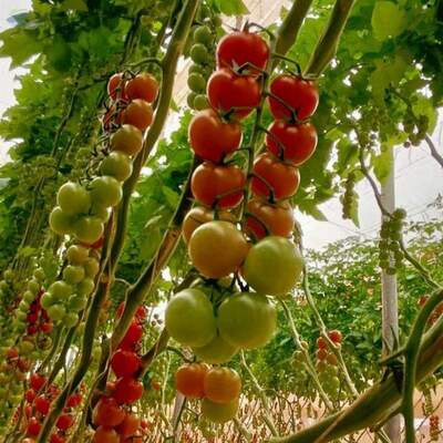 resources of Cherry Tomatoes exporters