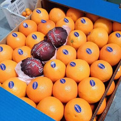 resources of Oranges Valencia exporters