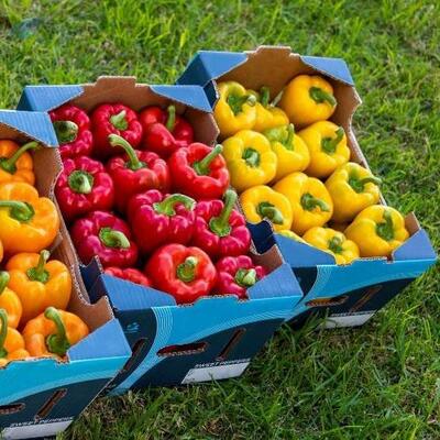 resources of Peppers exporters