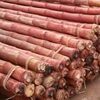 Bamboo, Bamboo Pole, Bamboo Poles Exporters, Wholesaler & Manufacturer | Globaltradeplaza.com