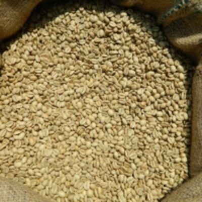 Robusta Green Coffee Beans Exporters, Wholesaler & Manufacturer | Globaltradeplaza.com