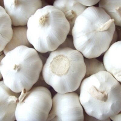 Fresh Normal White Garlic Exporters, Wholesaler & Manufacturer | Globaltradeplaza.com