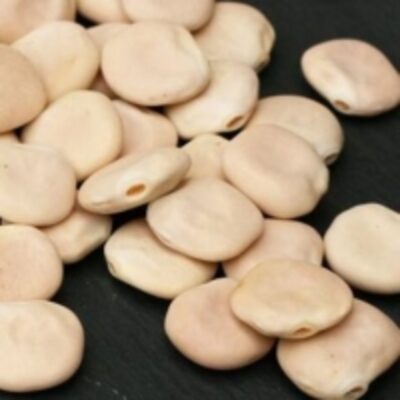 Lupin Beans Exporters, Wholesaler & Manufacturer | Globaltradeplaza.com