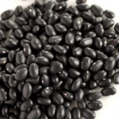 Organic Black Kidney Beans Exporters, Wholesaler & Manufacturer | Globaltradeplaza.com
