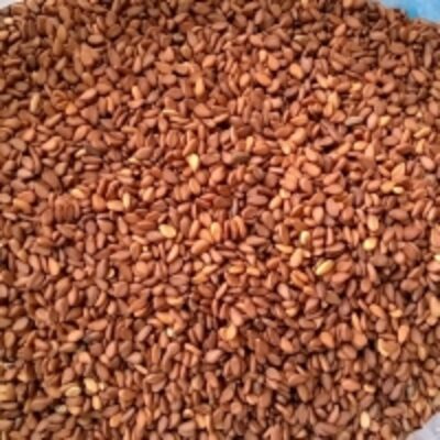 Brown Sesame Seeds Exporters, Wholesaler & Manufacturer | Globaltradeplaza.com