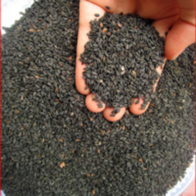Natural Black Sesame Seeds Exporters, Wholesaler & Manufacturer | Globaltradeplaza.com
