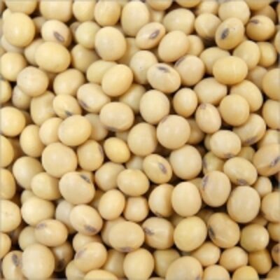 Non- Gmo Soybean Seed Exporters, Wholesaler & Manufacturer | Globaltradeplaza.com