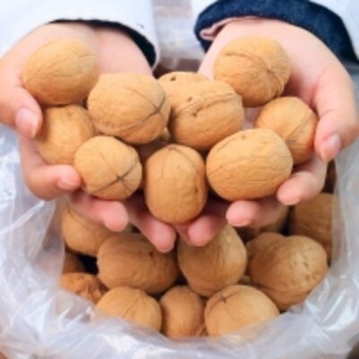 Walnuts In Shell And Kernels Exporters, Wholesaler & Manufacturer | Globaltradeplaza.com