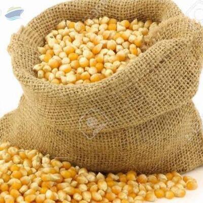 Yellow Corn Exporters, Wholesaler & Manufacturer | Globaltradeplaza.com