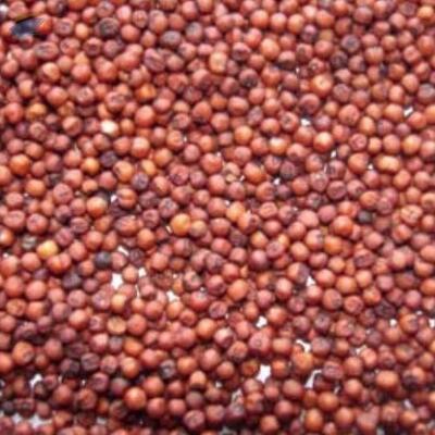 Red Millet Exporters, Wholesaler & Manufacturer | Globaltradeplaza.com