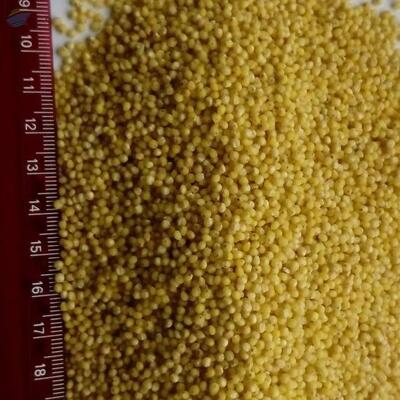 Yellow Millet Exporters, Wholesaler & Manufacturer | Globaltradeplaza.com