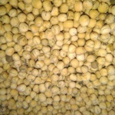 Fodder Peas Exporters, Wholesaler & Manufacturer | Globaltradeplaza.com