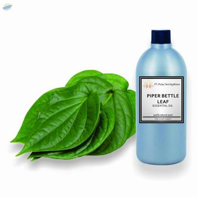 resources of Piper Bettle Leaf Essential Oil exporters