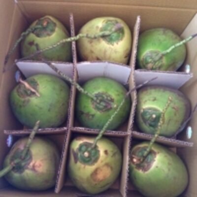 resources of Premium Fresh Coconut exporters