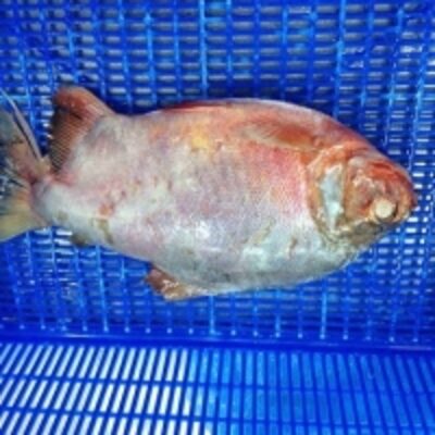 resources of Frozen Red Pacu (Red Pomfret) exporters