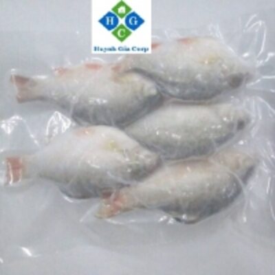 resources of Frozen Red Puti (River Bard) Fish exporters