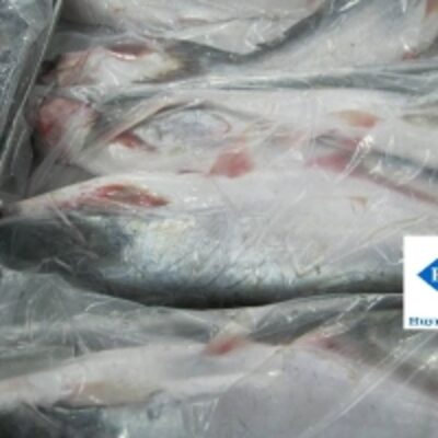 resources of Frozen Pangasius Whole Round Fish exporters