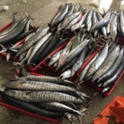 resources of Frozen King Fish (Wahoo/spanish Mackerel) exporters