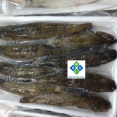 resources of Frozen Sand Goby Fish exporters