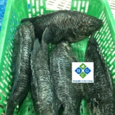 resources of Frozen Black Tilapia Fish exporters
